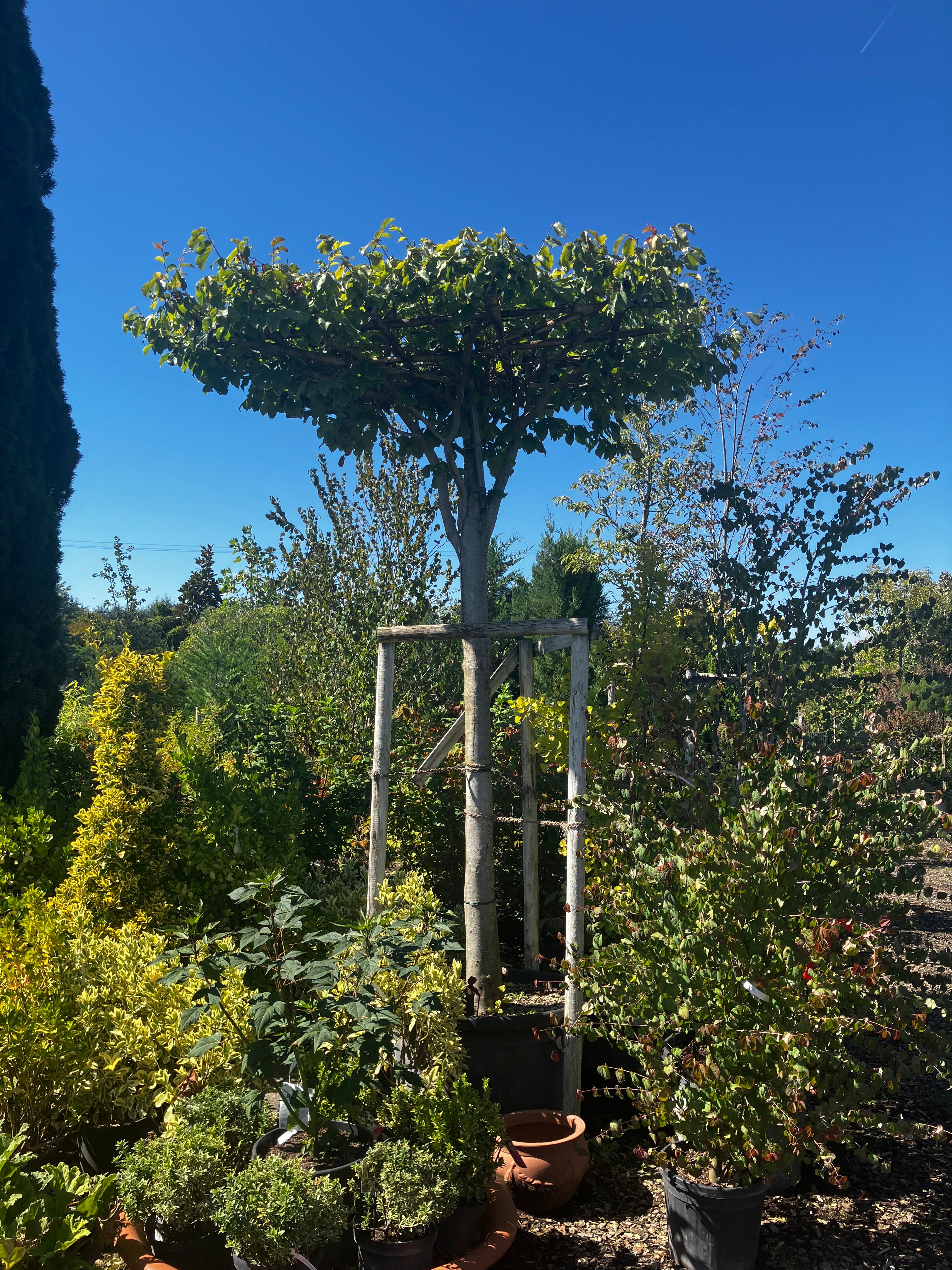 Eisenbaum 'Vanessa' / Parrotia persica 'Vanessa'